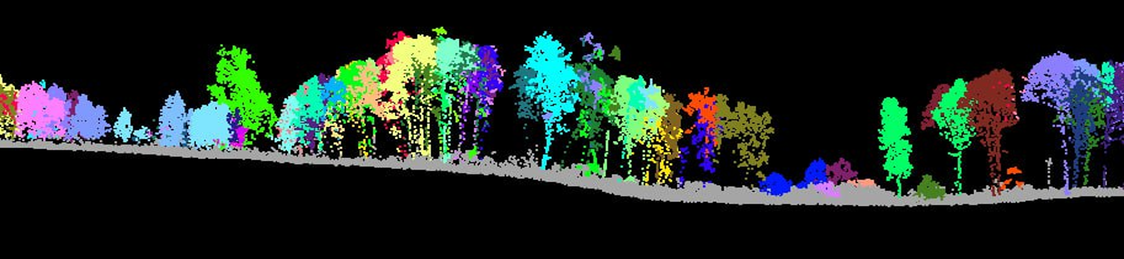 Vertical slice of the point cloud with each tree segmented in its own colour