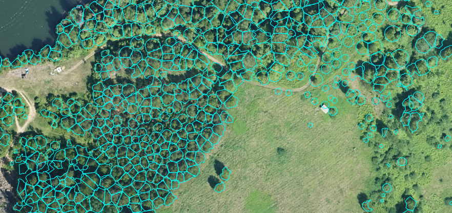Crown outlines vectorised over the RGB orthophoto